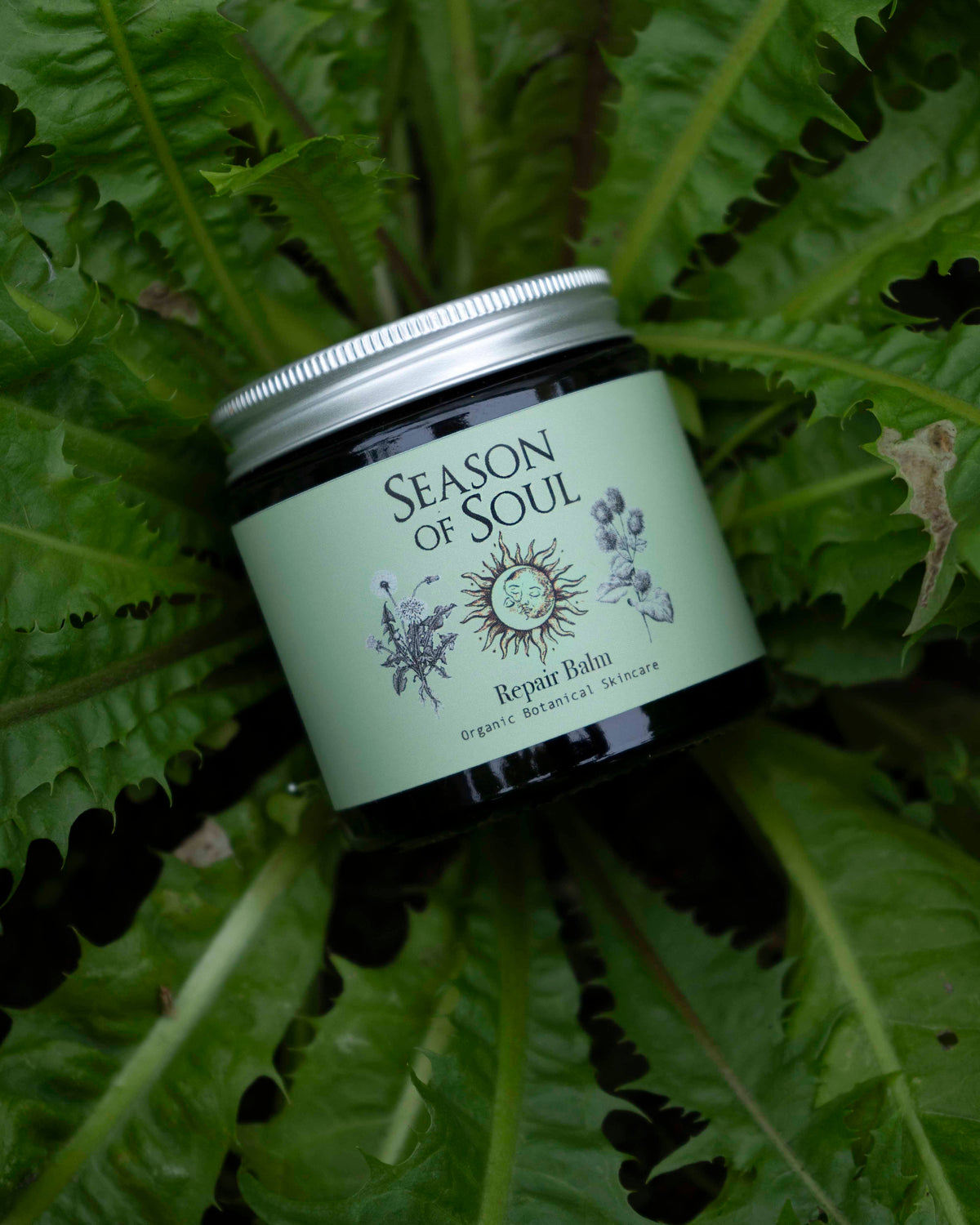 A jar of Season of Soul Repair Balm resting on a bed of large green dandelion leaves. The jar has a silver metal lid and a pale sage green label with black text and botanical illustrations.